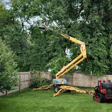 Best Tree Maintenance Programs  in Fortuna, CA