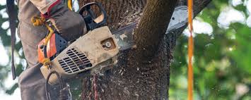 How Our Tree Care Process Works  in  Fortuna, CA