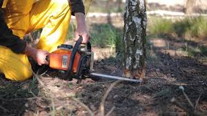 Best Tree Preservation Services  in Fortuna, CA