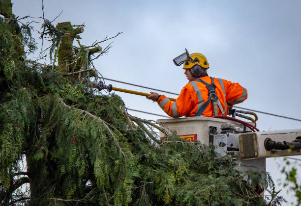 Best Fruit Tree Pruning  in Fortuna, CA