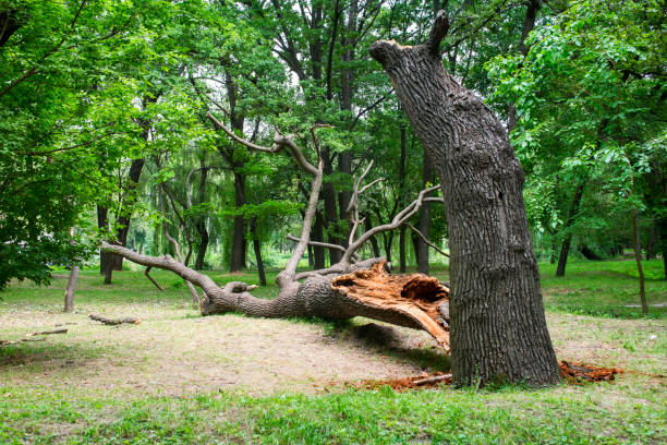 Best Firewood Processing and Delivery  in Fortuna, CA