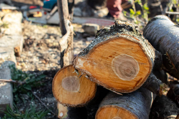 Best Tree Health Inspection  in Fortuna, CA