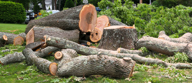 Best Storm Damage Tree Cleanup  in Fortuna, CA