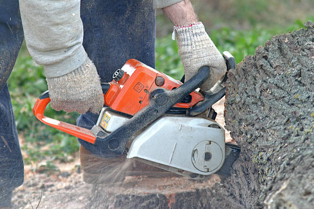 Best Tree Removal  in Fortuna, CA