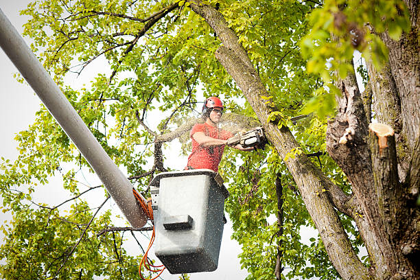 Best Tree Trimming and Pruning  in Fortuna, CA