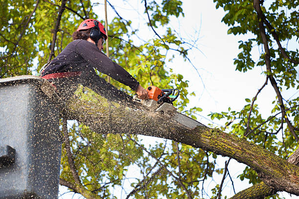 Best Arborist Consultation Services  in Fortuna, CA