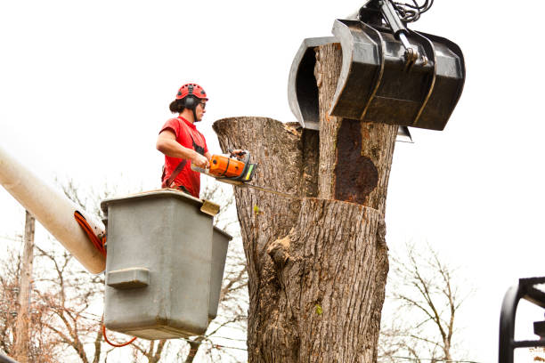 Best Emergency Tree Removal  in Fortuna, CA