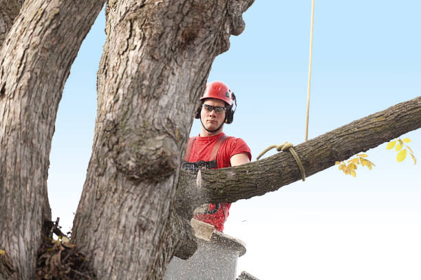 Professional Tree Care in Fortuna, CA